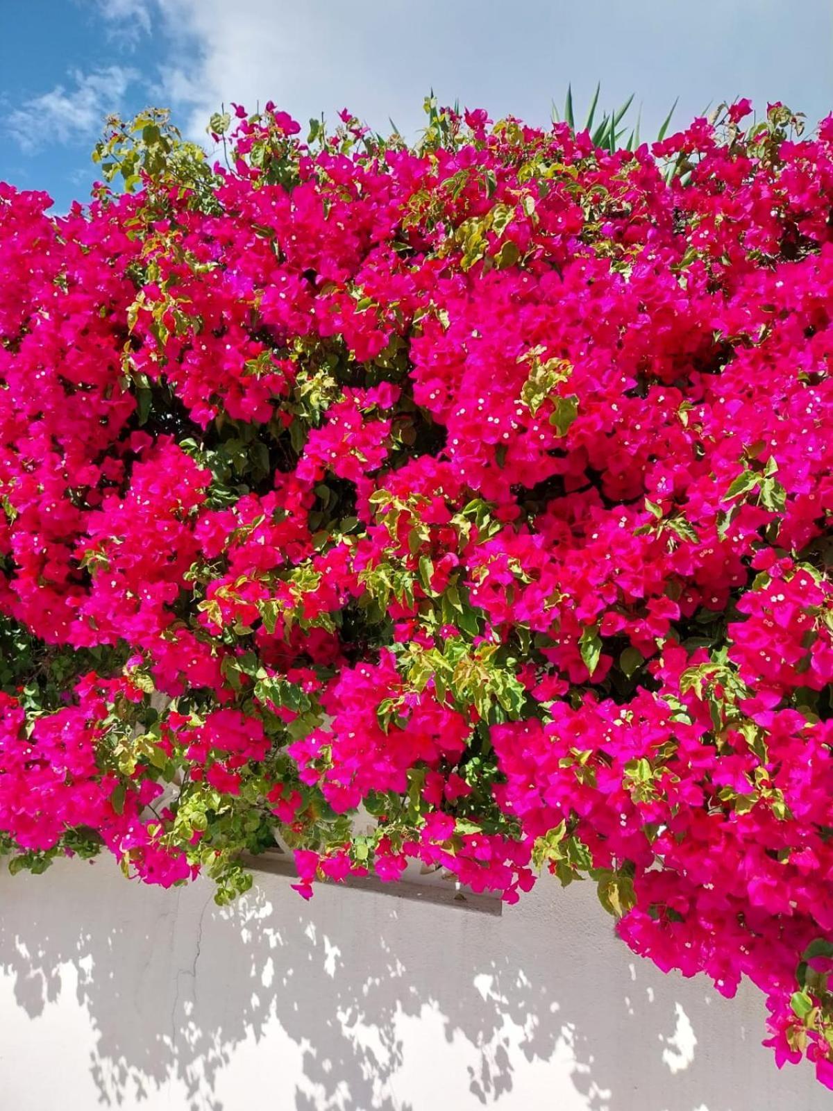 Villa El Salam Campo Mijas Фуенхірола Екстер'єр фото
